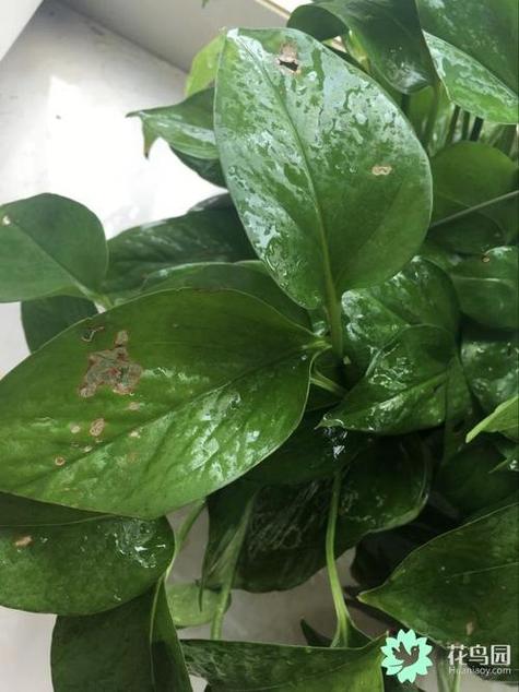 澳门管家婆100%精准香港和自来水中含活体虫与自来水中含活体虫吗