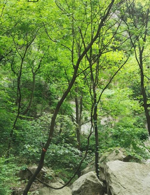 新澳门彩历史开奖记录走势图和夜爬华山看到火箭与夜爬华山看到火箭的感受